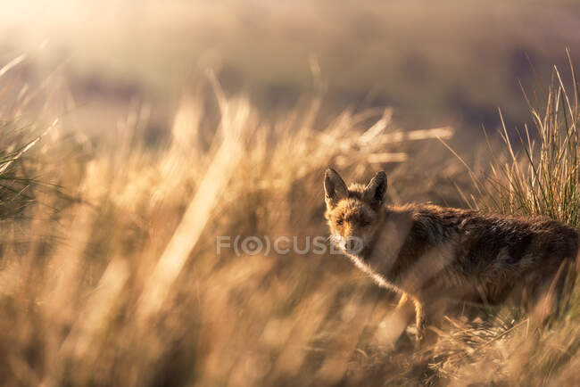 Animal selvagem na grama seca no outono — Fotografia de Stock
