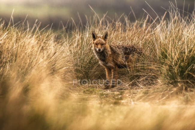 Adorável raposa selvagem olhando para a câmera enquanto está em pé na grama seca no campo no dia de outono — Fotografia de Stock
