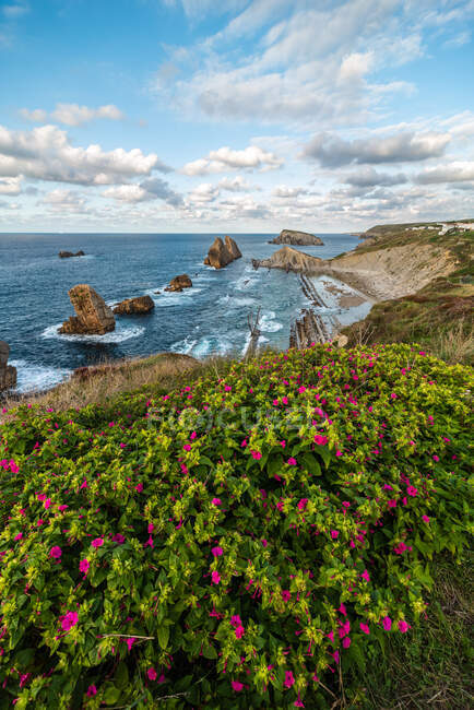 Dall'alto meraviglioso scenario di fiori rosa che sbocciano sulla costa rocciosa della Costa Brava — Foto stock