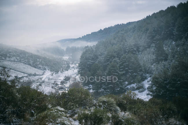 Desde lo alto de los árboles de colores en la pendiente de la colina con montañas nevadas y el cielo en el fondo - foto de stock