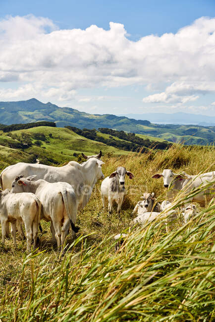 Vacas blancas y terneros pastando en verdes colinas cubiertas de hierba en día nublado en Costa Rica - foto de stock