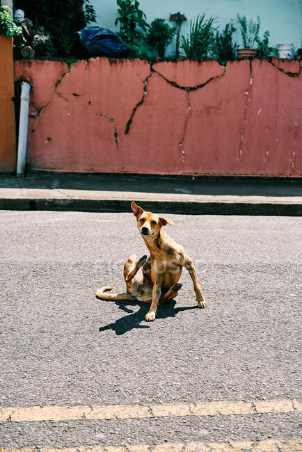 Niedlicher streunender Hund sitzt auf Asphaltstraße und kratzt Körper an sonnigem Tag in der Stadt in Costa Rica — Stockfoto