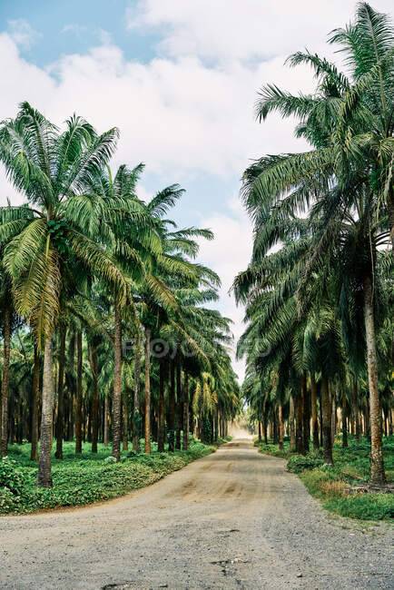 Picturesque scenery of rural road through palm forest leading to sea in Costa Rica — Stock Photo