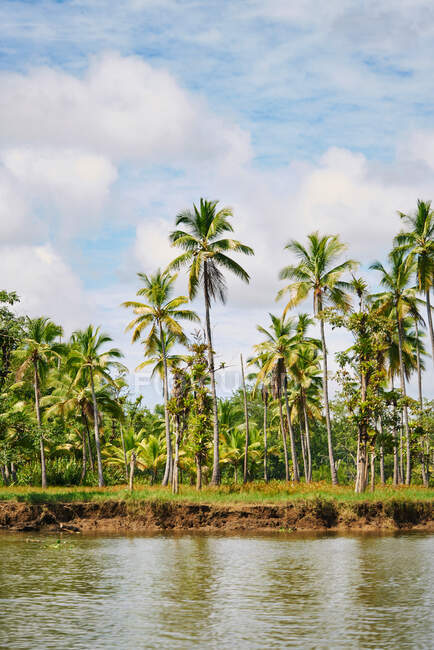Paysage pittoresque de grands palmiers sur la rive de la rivière sous un ciel nuageux au Costa Rica — Photo de stock