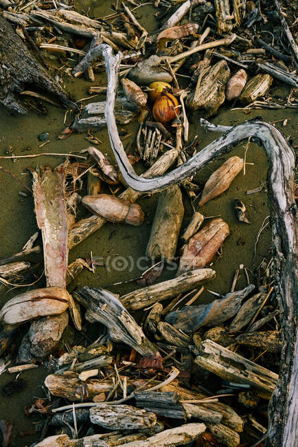 From above wooden tree branches and pieces drifted by ocean on sandy beach in Costa Rica — Stock Photo