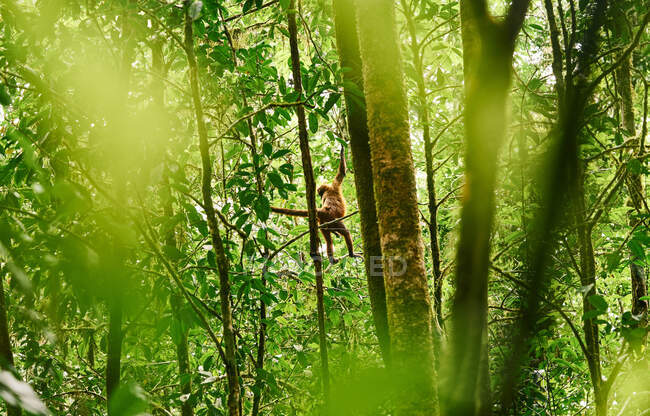 From below monkey jumping and feeding on trees in rain forest of Costa Rica — Stock Photo