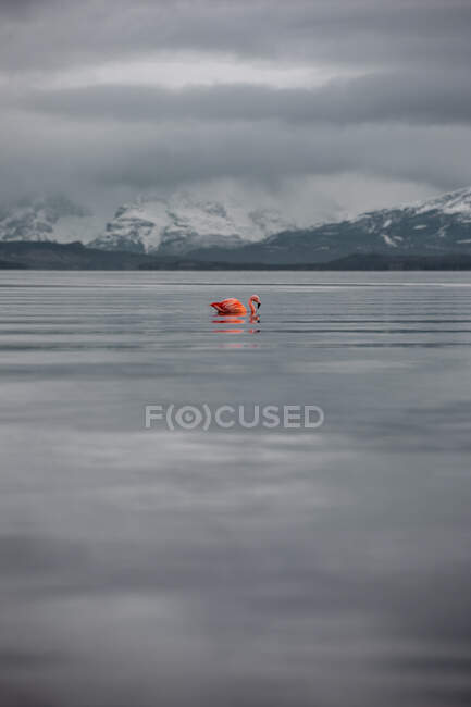 Solitario fenicottero calmo sul lago contro montagne innevate — Foto stock