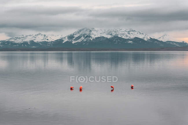 Flamingos on lake against snowy mountains — Stock Photo