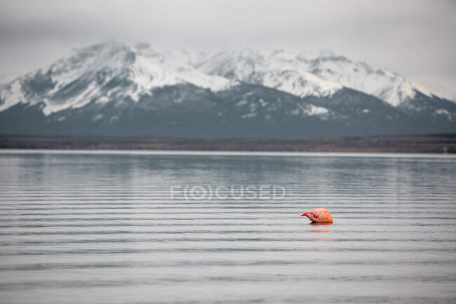 Flamingo solitario y tranquilo en el lago contra montañas nevadas - foto de stock