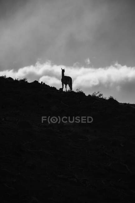 Lama tranquille dans les rayons de soleil contre la crête de montagne enneigée — Photo de stock
