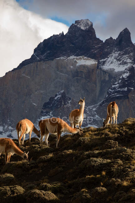 Lamas in raggi di sole contro cresta di montagna nevosa — Foto stock
