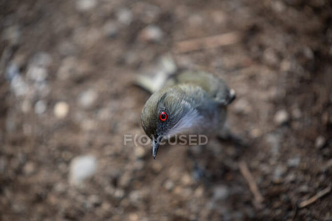 Desde arriba primer plano pájaro salvaje con ojos rojos y plumaje gris mirando a la cámara con interés contra el suelo borroso en la naturaleza - foto de stock