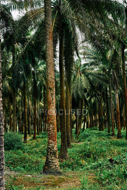 Pintoresco paisaje de palmeras plantación en Costa Rica tropical en verano - foto de stock