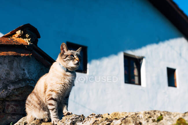 Gato doméstico adorável com colarinho sentado na borda de pedra áspera fora da casa no dia ensolarado na rua — Fotografia de Stock