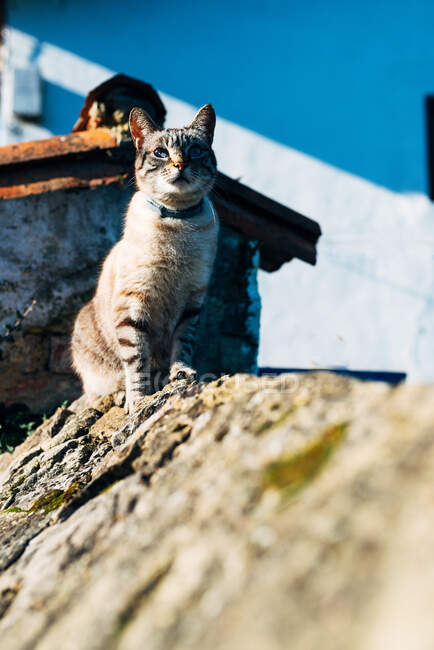Entzückende Hauskatze mit Halsband sitzt an rauem Steinrand vor dem Haus an sonnigem Tag auf der Straße — Stockfoto