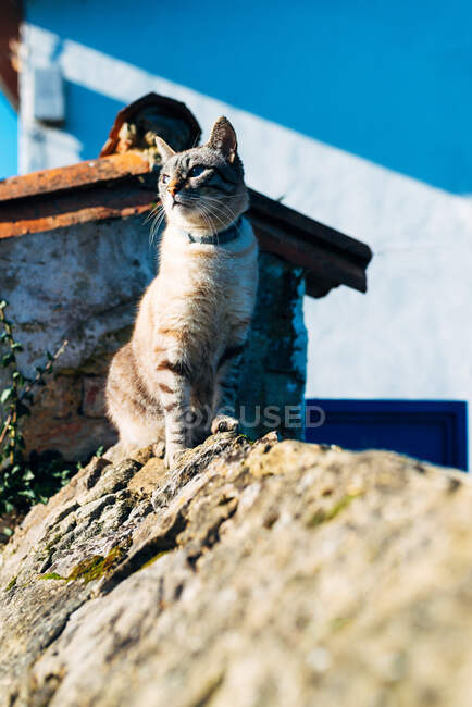 Adorable domestic cat with collar sitting on rough stone border outside house on sunny day on street — Stock Photo