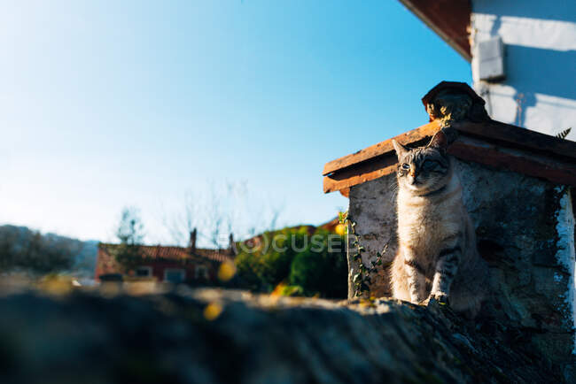 Adorable domestic cat with collar sitting on rough stone border outside house on sunny day on street — Stock Photo