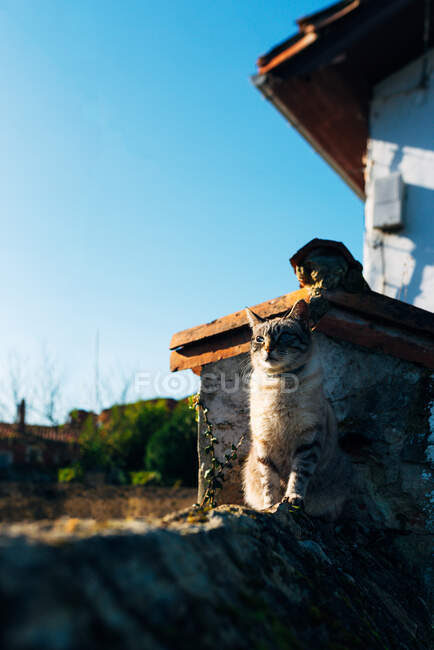 Entzückende Hauskatze mit Halsband sitzt an rauem Steinrand vor dem Haus an sonnigem Tag auf der Straße — Stockfoto