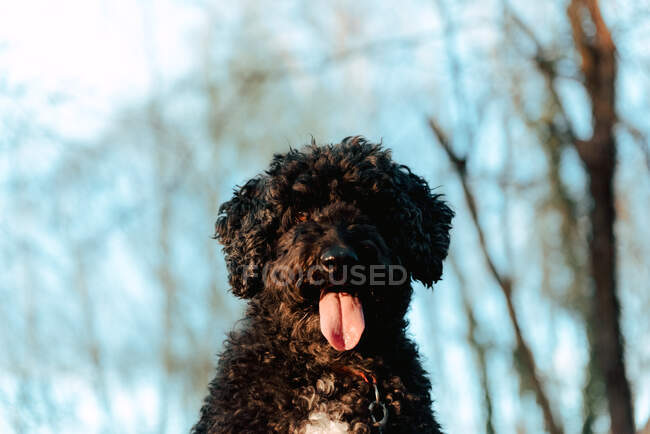 De baixo sério bonito pedigreed preto espanhol cão de água olhando para a câmera durante a caminhada na área rural no outono — Fotografia de Stock