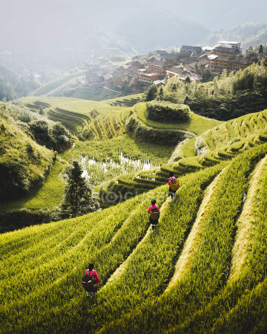 From above of rice terraces with green plants and workers with small city under fog on slope of hill in Longsheng, China — Stock Photo