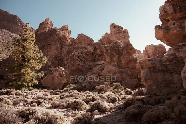 Грубые каменные скалы и небольшие кустарники с ясным голубым небом на заднем плане в teide, Испания — стоковое фото