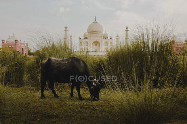 Vista lateral de vaca negra pastando en hierba verde con el famoso Taj Mahal en la India contra el cielo azul - foto de stock