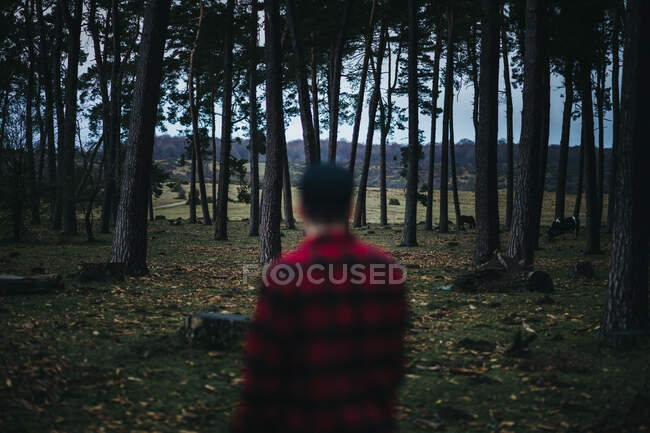 Vista posterior del hombre borroso irreconocible en ropa casual de pie entre árboles de coníferas de hoja perenne en el campo de otoño - foto de stock