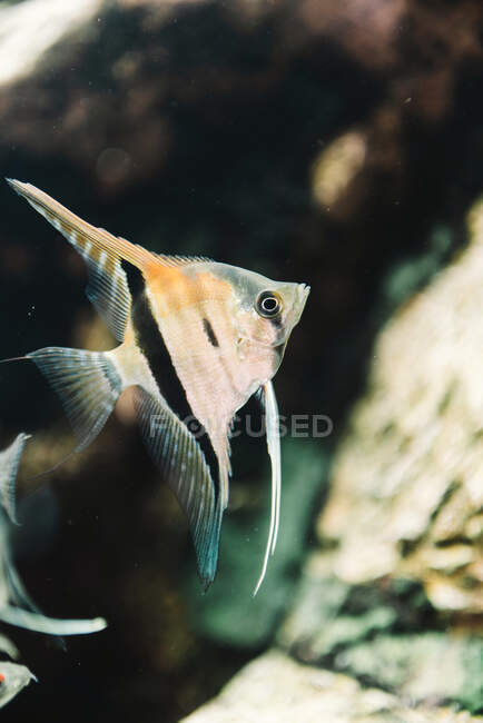 Bllack weiße und rote kleine Aquarium-Skalare auf verschwommenem Hintergrund — Stockfoto