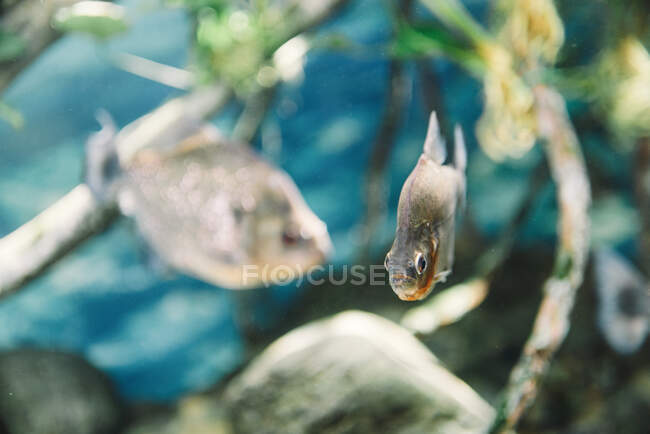 Bunte kleine Bogenfische mit schwarzen Streifen unter Wasser im Aquarium auf verschwommenem Hintergrund — Stockfoto
