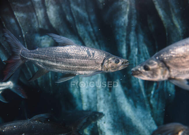 Gros poissons à l'échelle grise sous l'eau de mer sur fond bleu flou dans l'océanarium — Photo de stock