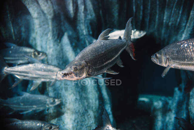 Grandes peces con escamas grises bajo el agua de mar sobre fondo azul borroso en el oceanario - foto de stock