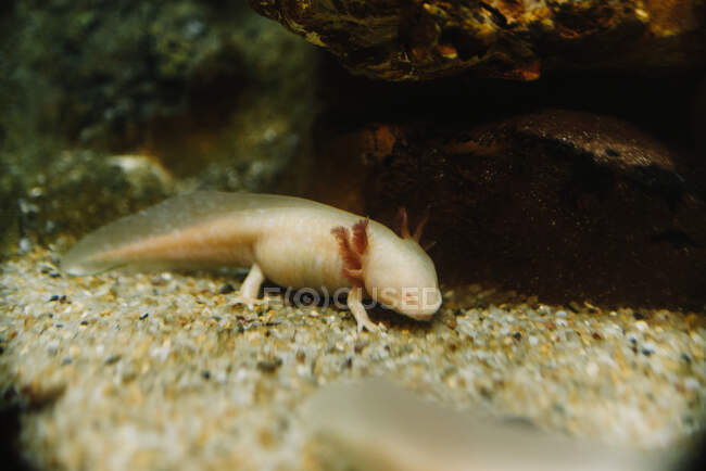 From above of beige axolotl near rough rock on pebble bottom in aquarium — Stock Photo