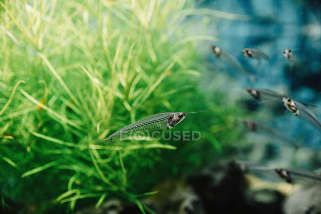 Primer plano de bandada de pequeños peces transparentes bajo el agua en el acuario sobre fondo borroso colorido - foto de stock
