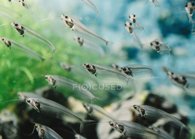 Nahaufnahme eines Schwarms kleiner durchsichtiger Fische unter Wasser im Aquarium auf bunt verschwommenem Hintergrund — Stockfoto