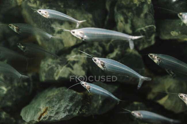 Closeup of flock of small transparent fishes underwater in aquarium on colorful blurred background — Stock Photo