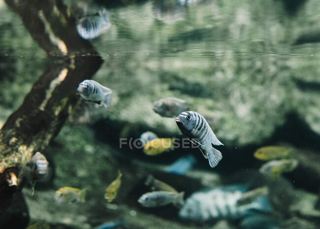 Pequeno rebanho de peixes pequenos listrados azuis e amarelos perto da superfície de água no aquário no contexto borrado — Fotografia de Stock