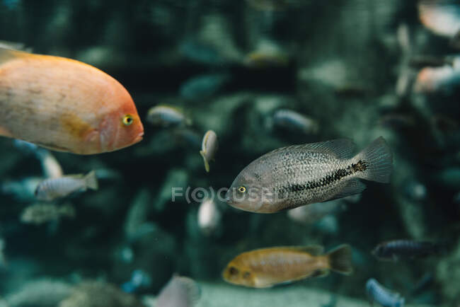 Vue latérale de petit troupeau coloré de différents poissons arc-en-ciel sous l'eau sur fond flou — Photo de stock