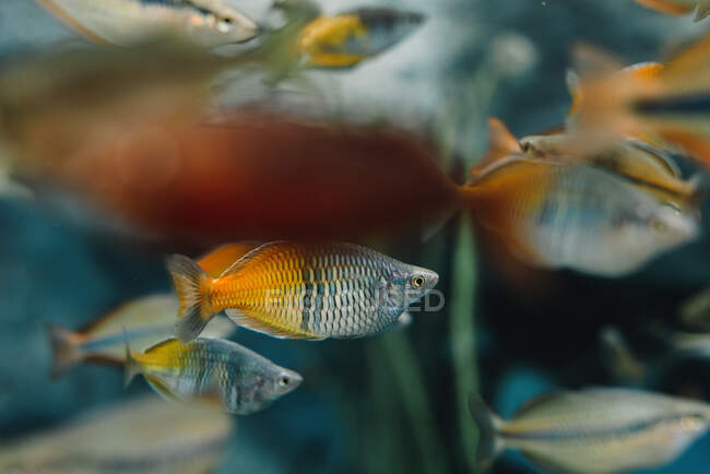 Vista lateral do pequeno rebanho colorido de diferentes peixes arco-íris subaquático no fundo borrado — Fotografia de Stock
