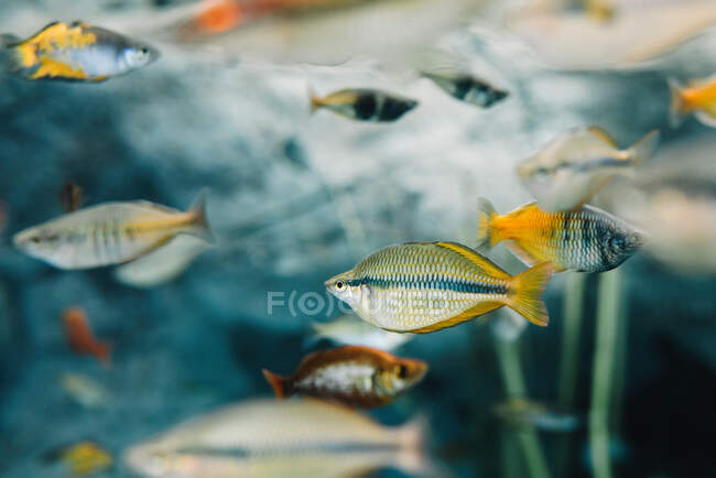 Vista lateral de colorido pequeño rebaño de diferentes peces arco iris bajo el agua sobre fondo borroso - foto de stock
