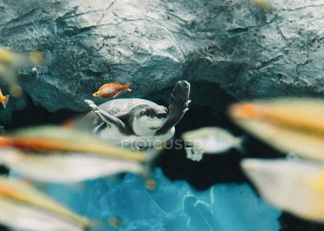 Von unten schwimmt eine große Schweinsnasenschildkröte zwischen kleinen bunten Fischen unter Wasser auf verschwommenem Hintergrund — Stockfoto