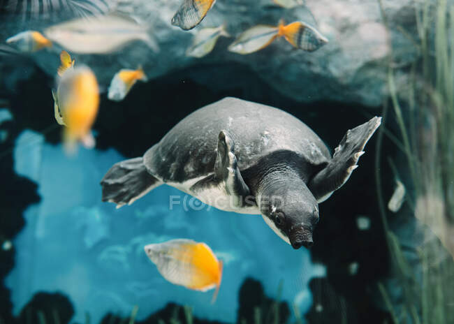 Снизу спокойная большая свиная черепаха, плавающая среди мелких красочных рыбок под водой на размытом фоне — стоковое фото
