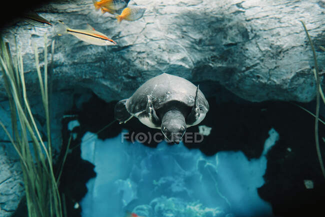 Desde abajo de la calma grande cerdo nariz tortuga nadando entre pequeños peces de colores bajo el agua sobre fondo borroso - foto de stock