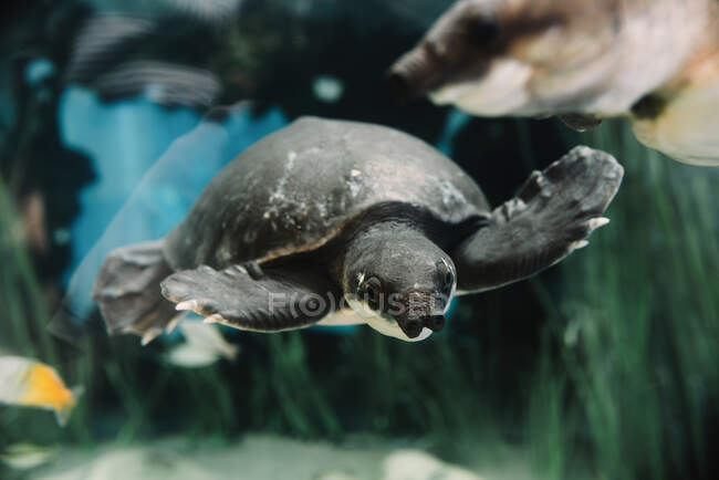 Знизу спокійна велика свиня носить черепаху, що плаває серед дрібних барвистих риб під водою на розмитому тлі — стокове фото