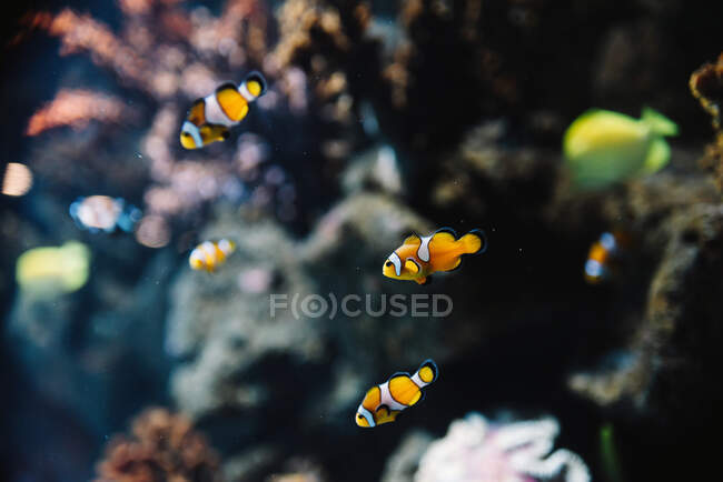 Pesci pagliaccio bianchi e arancioni striati selvatici tra coralli colorati sott'acqua in oceano su sfondo sfocato — Foto stock
