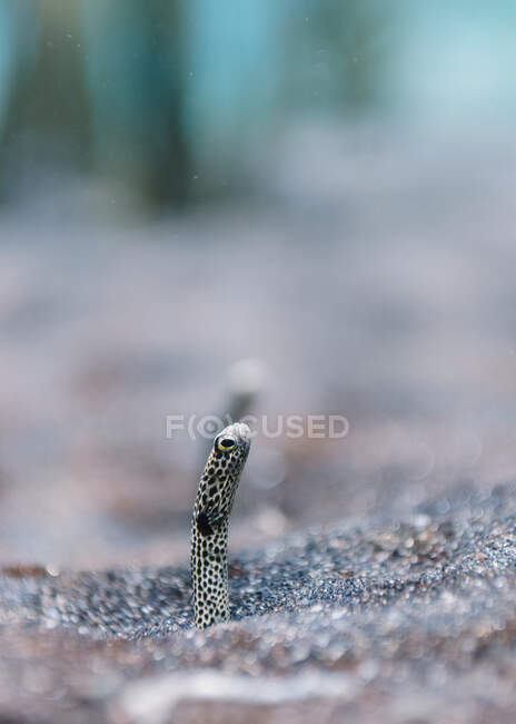 Petite tête de petite anguille de sable tachetée parmi le fond de galets en mer claire sur fond flou — Photo de stock
