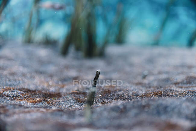 Winziger Kopf eines kleinen gefleckten Sandaals zwischen Kieselgrund in klarem Meer auf verschwommenem Hintergrund — Stockfoto