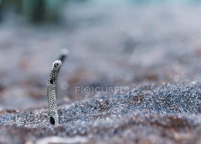 Cabeça minúscula de pequena enguia de areia manchada entre o fundo do seixo em mar claro no fundo borrado — Fotografia de Stock