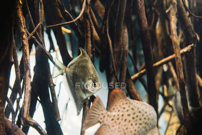 Vista lateral do rebanho oceânico de peixes sob água azul clara no mar — Fotografia de Stock