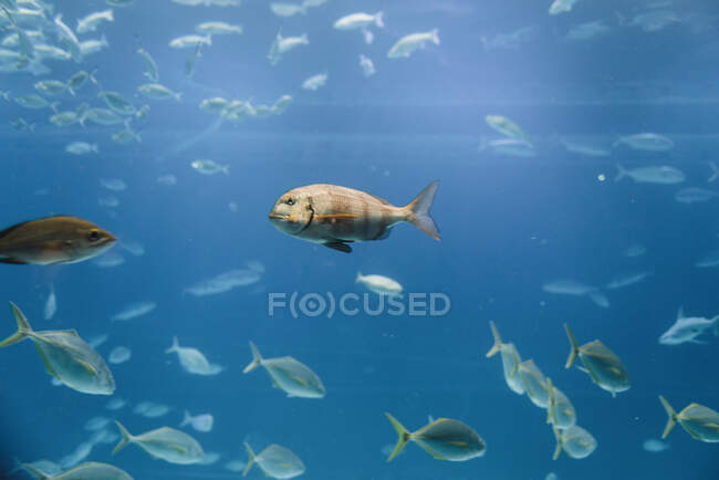 Вид сбоку на океанскую флоку рыб под прозрачной голубой водой в море — стоковое фото