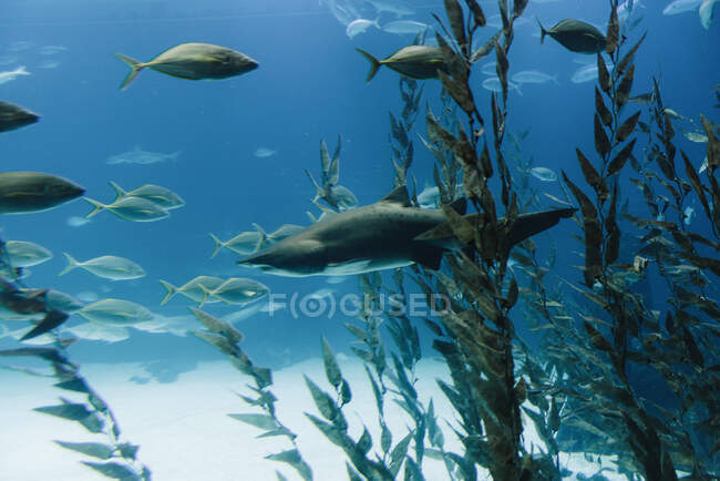 Tiburón negro grande entre algas verdes altas y bandadas de peces pequeños bajo agua azul - foto de stock